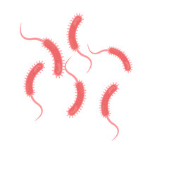 Vibrio Cholerae Illustration