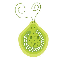 Chlamydomonas Illustration. Biological Educational Schema