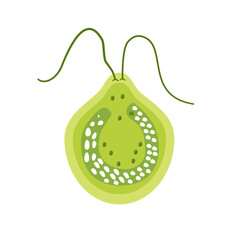 Chlamydomonas Illustration. Biological Educational Schema