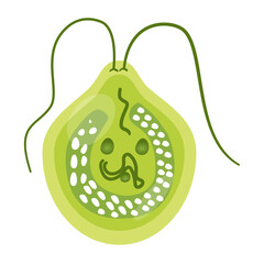 Chlamydomonas Illustration. Biological Educational Schema