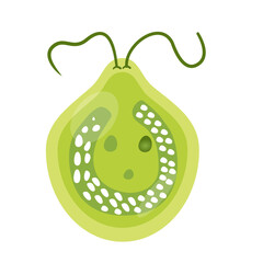 Chlamydomonas Illustration. Biological Educational Schema