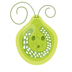 Chlamydomonas Illustration. Biological Educational Schema