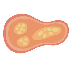 Human Parasites Coccidia Illustration. Vector Illustration of a Human Intestinal Parasites