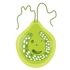 Chlamydomonas Illustration. Biological Educational Schema