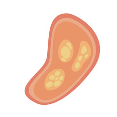 Human Parasites Coccidia Illustration. Vector Illustration of a Human Intestinal Parasites