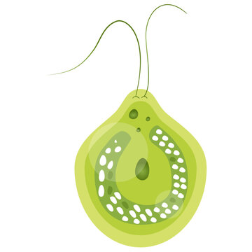 Chlamydomonas Illustration. Biological Educational Schema