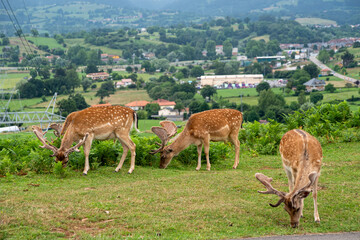 Three deer are grazing in a grassy field. The scene is peaceful and serene, with the deer enjoying...