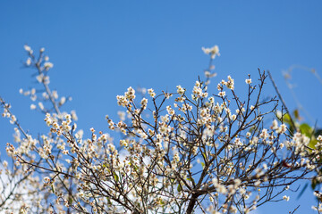 White chinese plum blossom on mountain in northern Thailand.