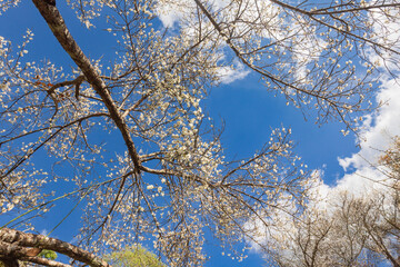 White chinese plum blossom on mountain in northern Thailand.