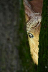 Detail eines Pferdekopfes, (Auge) hell beleuchtet zwischen zwei Baumstämmen fotografiert
