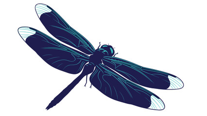 Blue Dragonfly with White Tipped Wings. © taqy