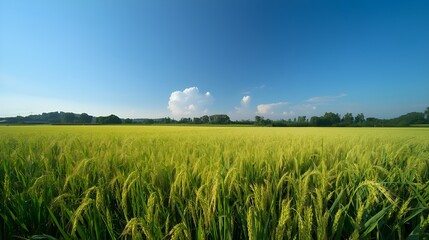 green field and blue sky