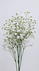 Obraz premium Elegant White Baby's Breath Bouquet