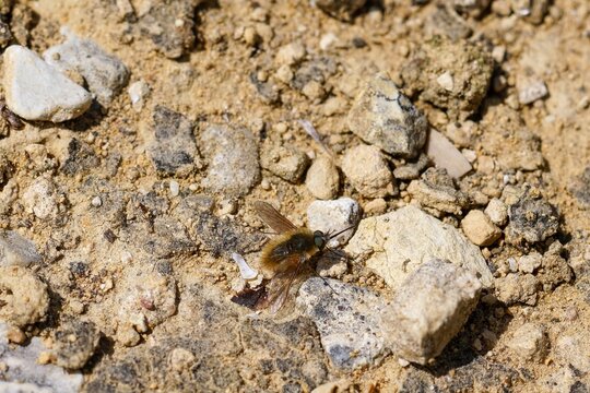 Closeup on a small brown fluffy bee-fly , Bombylius venusos warming up in the morning sun on the ground ,wings spread