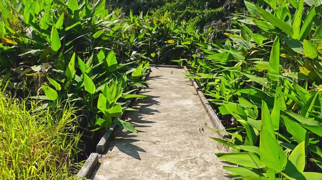 Walking along a path in a park surrounded by thickets of green-leaved water plants Thalia geniculata in Bangkok, Thailand