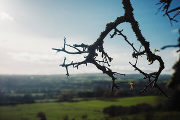 Throckley UK: 12th Nov 2025: A branch with thorns is seen in the foreground, framing a wide view of rolling green fields under a partly cloudy sky during the afternoon hours