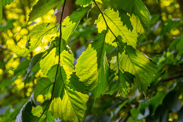 Fototapeta premium Green leaves illuminated by sunlight in a lush forest during spring showcasing vibrant shades and natural beauty