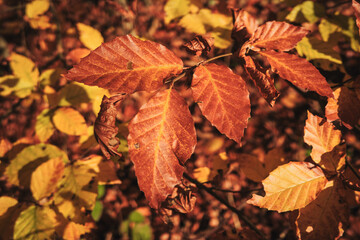 Throckley UK: 12th Nov 2025: Leaves on trees show shades of orange and brown as autumn arrives in the forest. Sunlight filters through the branches and highlights the foliage