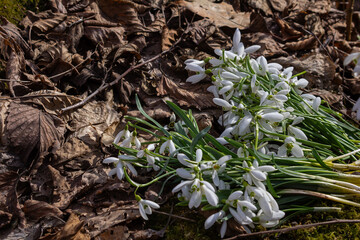Common Snowdrop flowers picked in a spring forest among fallen leaves and early wildflowers