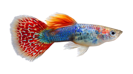 Vibrant colorful betta fish isolated on transparent background with orange fins