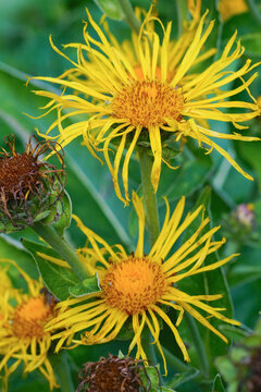 Vertical closeup on a yellow flowering Alant, Inula helenium in the garden
