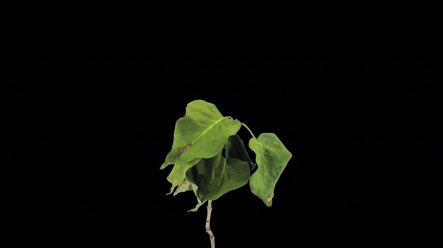 Time lapse of resurrection of Lilac leaves (Syringa vulgaris) with ALPHA transparency channel isolated on black background