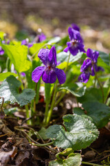 Sweet violets bloom in a sunlit forest displaying vibrant purple flowers amidst lush green leaves in early spring