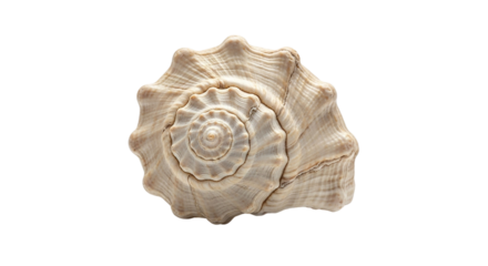 Beautiful spiral seashell isolated on black highlighting natural marine patterns conch biology intricate texture beige