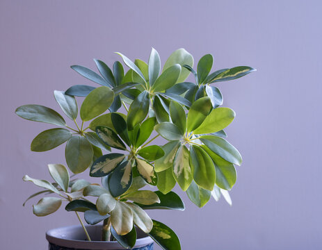 Schefflera Dwarf Umbrella tree in a pot