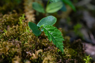 European hornbeam germinated seed showing delicate cotyledons and radicle emerging from soil in moist forest environment