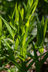 Obraz premium Spring woodland flowers vibrant with green leaf structures showcasing the beauty of Stitchwort Stellaria holostea in a natural habitat