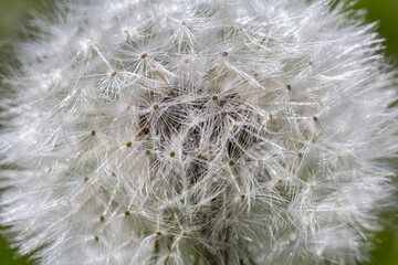 Common dandelion blooms among grass showcasing fluffy white seeds ready for dispersal on a sunny day © Oleh Marchak