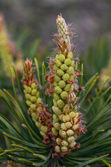 Scots pine branches display male and female cones together with vibrant green needles during early spring in a forest setting