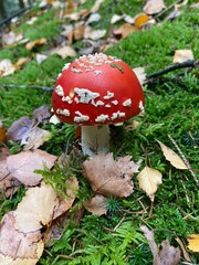 Closeup of Red Fly Agaric Toadstool Mushroom in the Forest