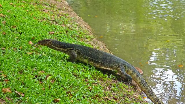 Asian Water Monitor lizards emerging from the pond water onto green grass, showing their tongue