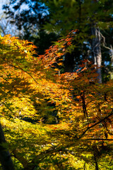 鎌倉251217　浄智寺4　紅葉・黄葉
