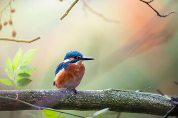 Kingfisher on a branch