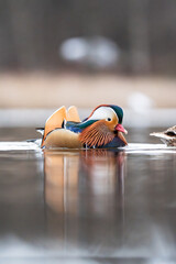 Mandarin duck