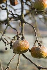 A cluster of ripe boskoop apples hanging from a tree branch, covered in a delicate layer of morning...