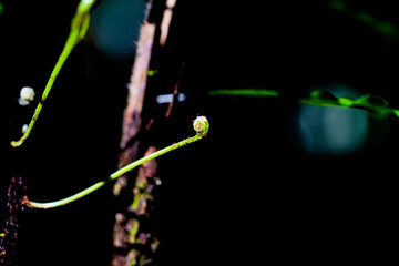 Emerging Fern Frond in Early Unfurling Stage with Dramatic Lighting in Forest Setting
