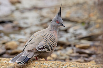 Crested Pigeon (Ocyphaps lophotes), on the ground at the Belair National Park, Adelaide, South Australia.