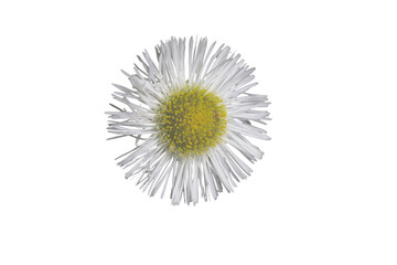 [Transparent Background] Small White Wildflower Isolated PNG [Photo]
