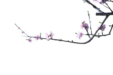 [Transparent Background] Cherry Blossom Branch Isolated PNG [Photo]
