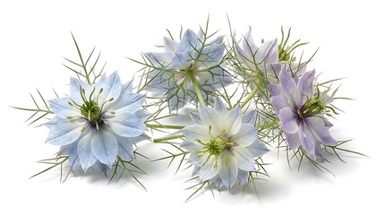 Obraz premium Nigella in a mist flower cluster isolated on white background