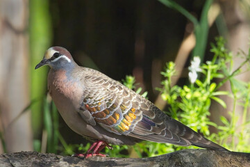 Common Bronzewing (Phaps chalcoptera), sun shining on its iridescent feathers, on the forest floor at the Belair National Park, Adelaide, South Australia.