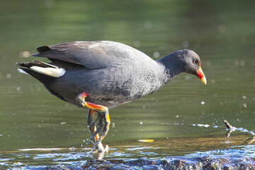 Dusky Moorhen (Gallinula tenebrosa) on the edge of a pond at the Belair National Park, Adelaide, South Australia.