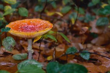 Vibrant Orange Mushroom Rising Amidst Fallen Leaves in a Tranquil Forest Setting on a Misty Autumn Day