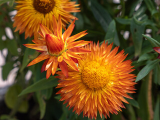 Close-Up of Orange Strawflowers in Full Bloom