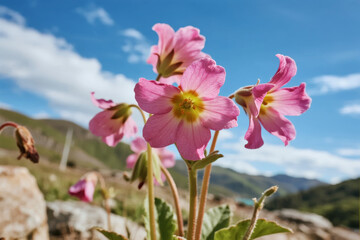 Pink flowers blooming in a mountainous landscape under a clear blue sky