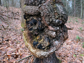 Chaga (błyskoporek podkorowy, Inonotus obliquus) to pasożytniczy grzyb rosnący głównie na brzozach w chłodnych rejonach, znany z medycyny ludowej jako „grzyb nieśmiertelności” Występuje w różnego typ © JDziedzic